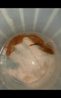 کت فیش پوزه بوته ای سوپر رد باله بلند