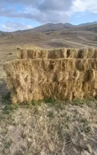 یونجه