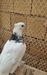 کبوتر