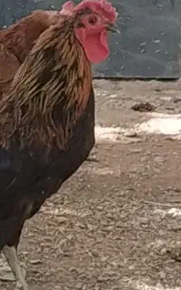 خروس گلین موردی چهل تاج