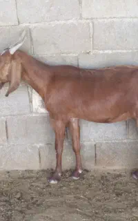 گیسه دورگ پاکستانی جوان