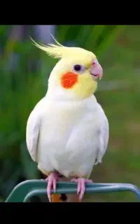 عروس هلندی پیدا شده