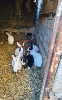 خرگوش