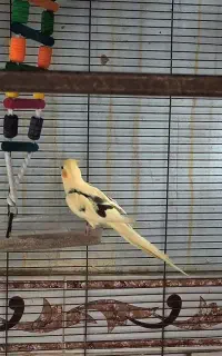 عروس هلندی نر دوخط جذاب