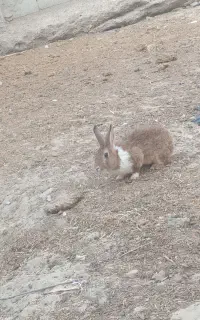 خرگوش