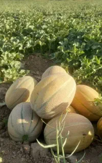 طالبی جانا