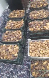 رطب کبکاب بهبهان