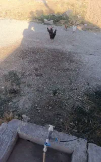 فروش سه عدد مرغ تخمگذار وخرویس سالم وسرحال