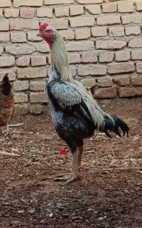 خروس لاری