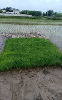 بانک نشا (تم )علی کاظمی