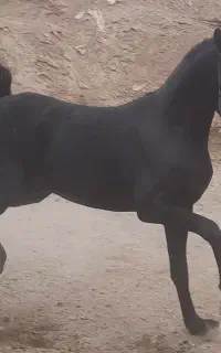 اسب کورد مدرک دار معاوظه با موتور کراس
