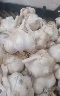 سیر دانه درشت همدانی خشک خشک