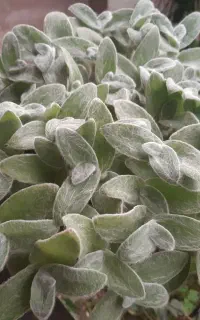 جک اس ۵ مدل ۹۴