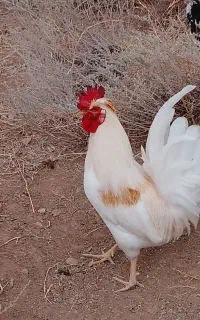 یک جفت مرغ خروس گلین