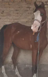 اسب
