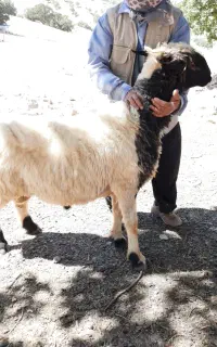 قوچ،ورن