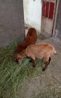 دوعدد بره خرج خور نرو ماده