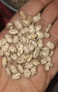 لوبیا چیتی ارتشی ایرانی