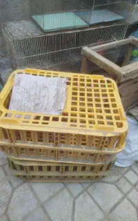 جعبه مرغی با قفس پرنده