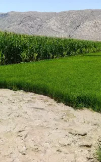 تخمدون چلتوک بذر لنجونی قرمز پاکوتاه