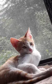 واگذاری رایگان بچه گربه