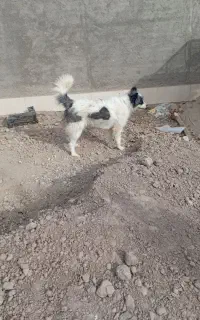 سگ قدری جونی