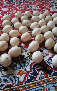تخم اردک اسراییلی تازه ونطفه دار