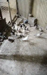 کفتر پرشی