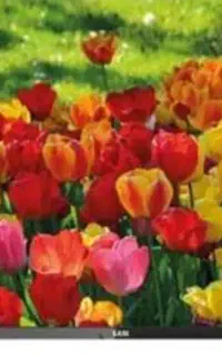 تلوزیون معاوضه با گوشی