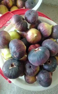 حراج فقط امروز