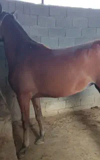 اسب