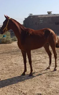 اسب مادیان۴سال اصیل عرب صگلاوی