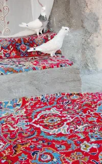 کفتر