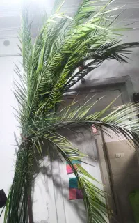 گل طبیعی نخل بزرگ