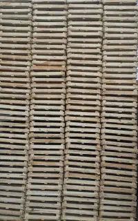 طباخ انگور طبق انگور