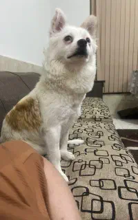 سگ گمشده
