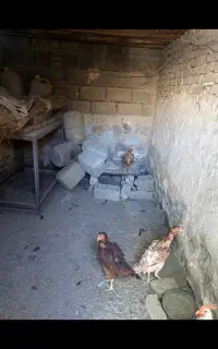 فروش مرغ