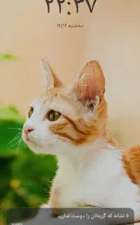 فروش محصولات دامی