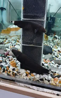 ماهی بلک گوست
