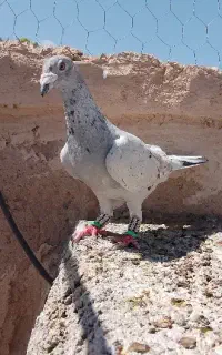 اوقون نر مسافتی