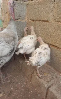 بوقلمون محلی کاملن سالم سالم