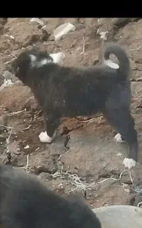 ت و ل ه قدریجونی نر و ماده