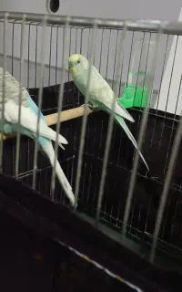 مرغ عشق