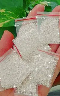 پودر شپش