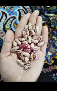 لوبیا خانم باقالا قرمز