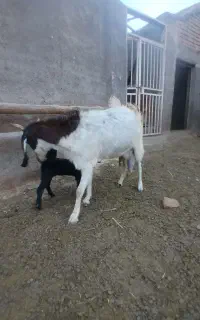 بز وبزغاله