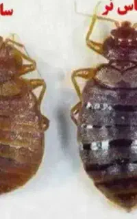 سمپاشی ساس وسوسک و تمامی حشرات