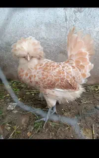 مرغ خروس