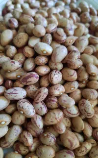 لوبیا چیتی