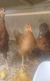 ۳عدد جوجه مرغ واکسن خورده بزرگ ۸۰۰